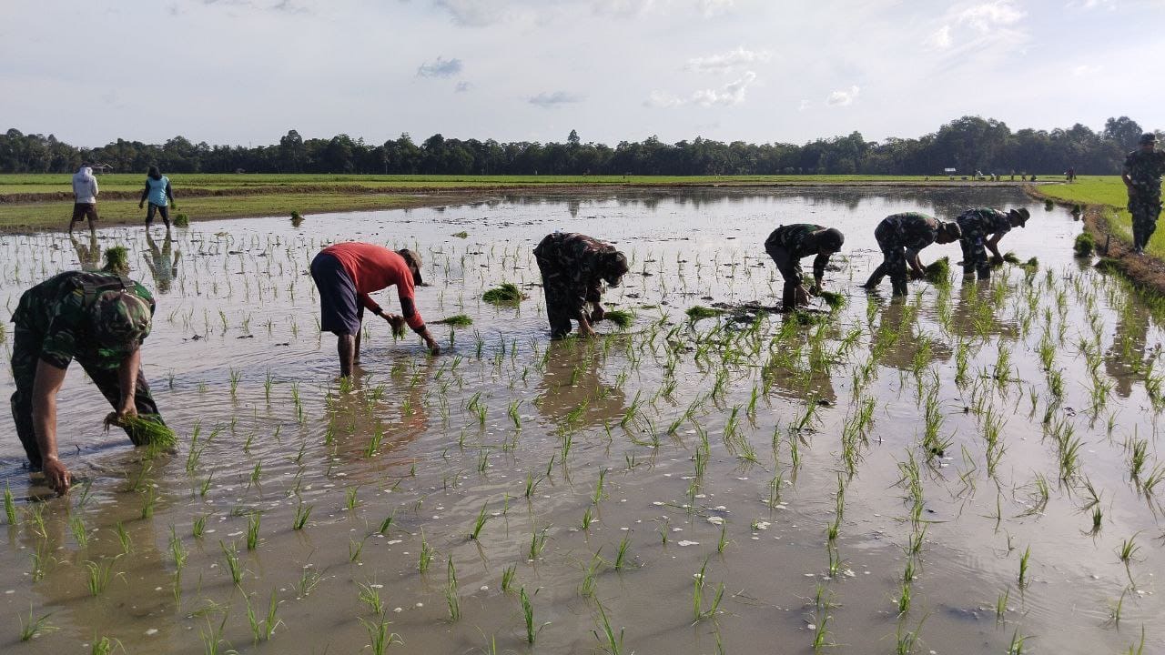 Bersama Babinsa Bantu Petani, Danramil 1407-11/Barebbo Terjun Langsung Ke Sawah Pimpin Tanam Padi