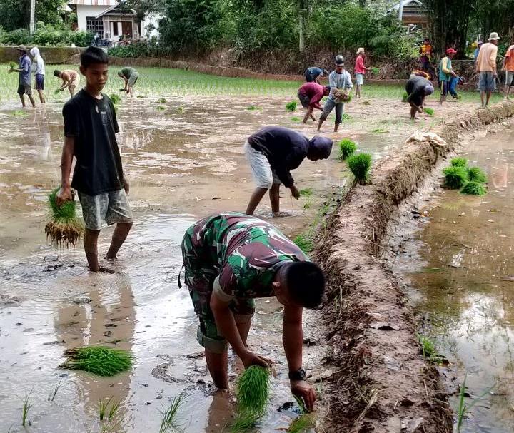 Tingkatkan Hanpangan Nasional, Babinsa Koramil 1424-05/Sinjai Selatan Bantu Petani Tanam Padi