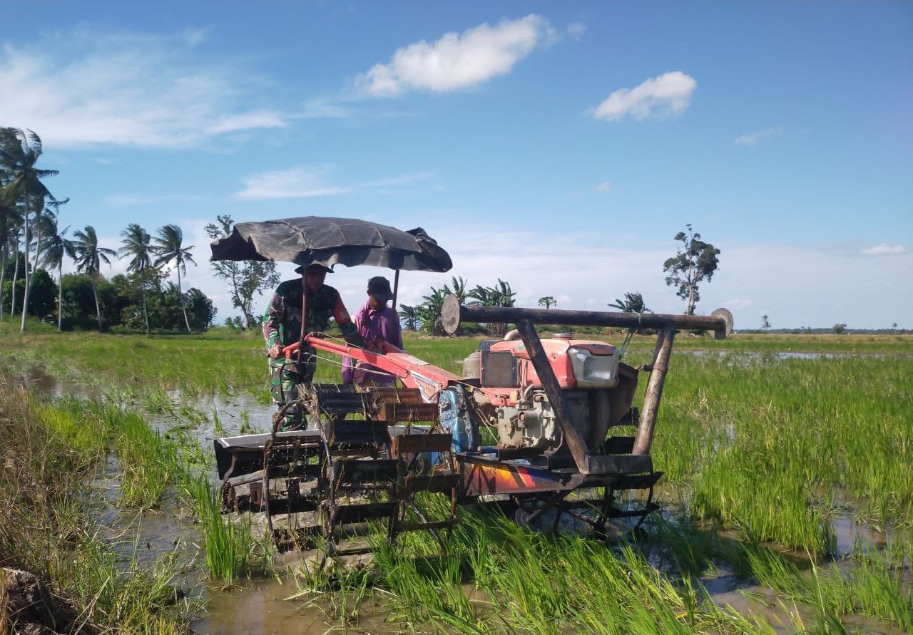 Dukung Ketahanan Pangan, Babinsa Koramil-07Paleteang Kodim 1404/Pinrang Bantu Petani Membajak Sawah