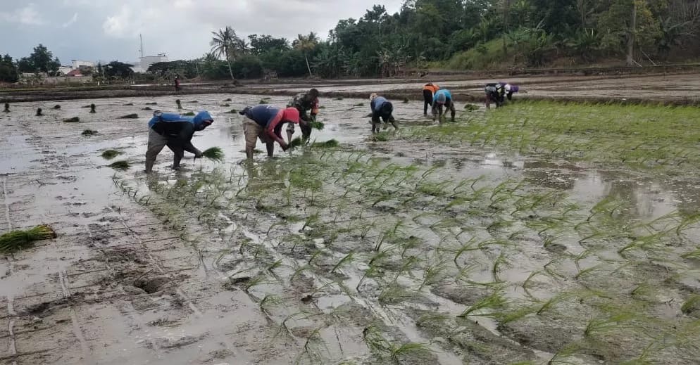 Babinsa Koramil 1406-10/Pitumpanua Mendukung Sistem Tanam Pindah di Desa Bulu Siwa