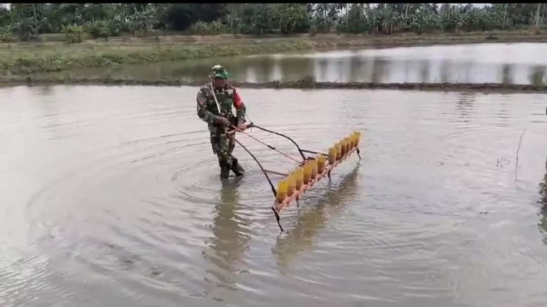 Babinsa Koramil 1406-02/Tanasitolo Dampingi Warga dalam Penanaman Benih Padi di Kelurahan Mappadaelo