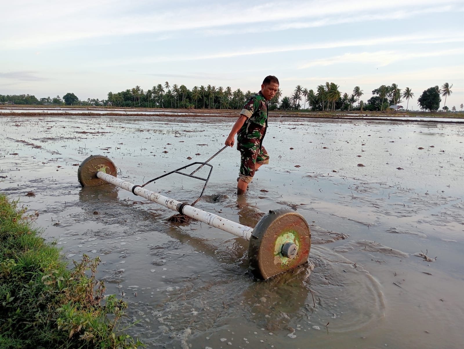 Wujudkan Ketahanan pangan, Babinsa Koramil-01 Kodim 1404/Pinrang Bantu Petani Tanam Padi Dengan Sistem Tabela