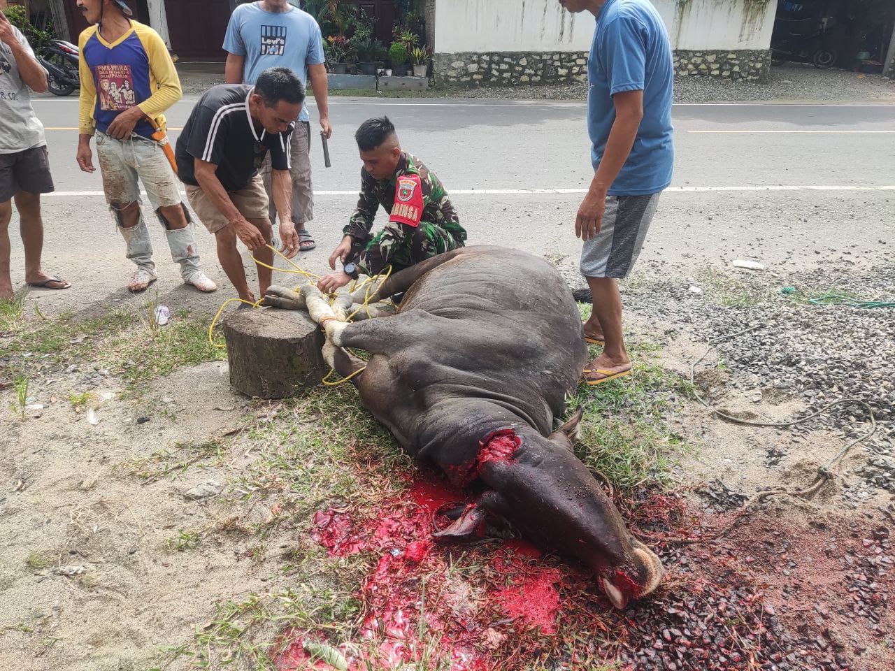 Babinsa Koramil-07/Lembang Kodim 1404/Pinrang Bantu Penyembelihan Hewan Kurban di Desa Binaan