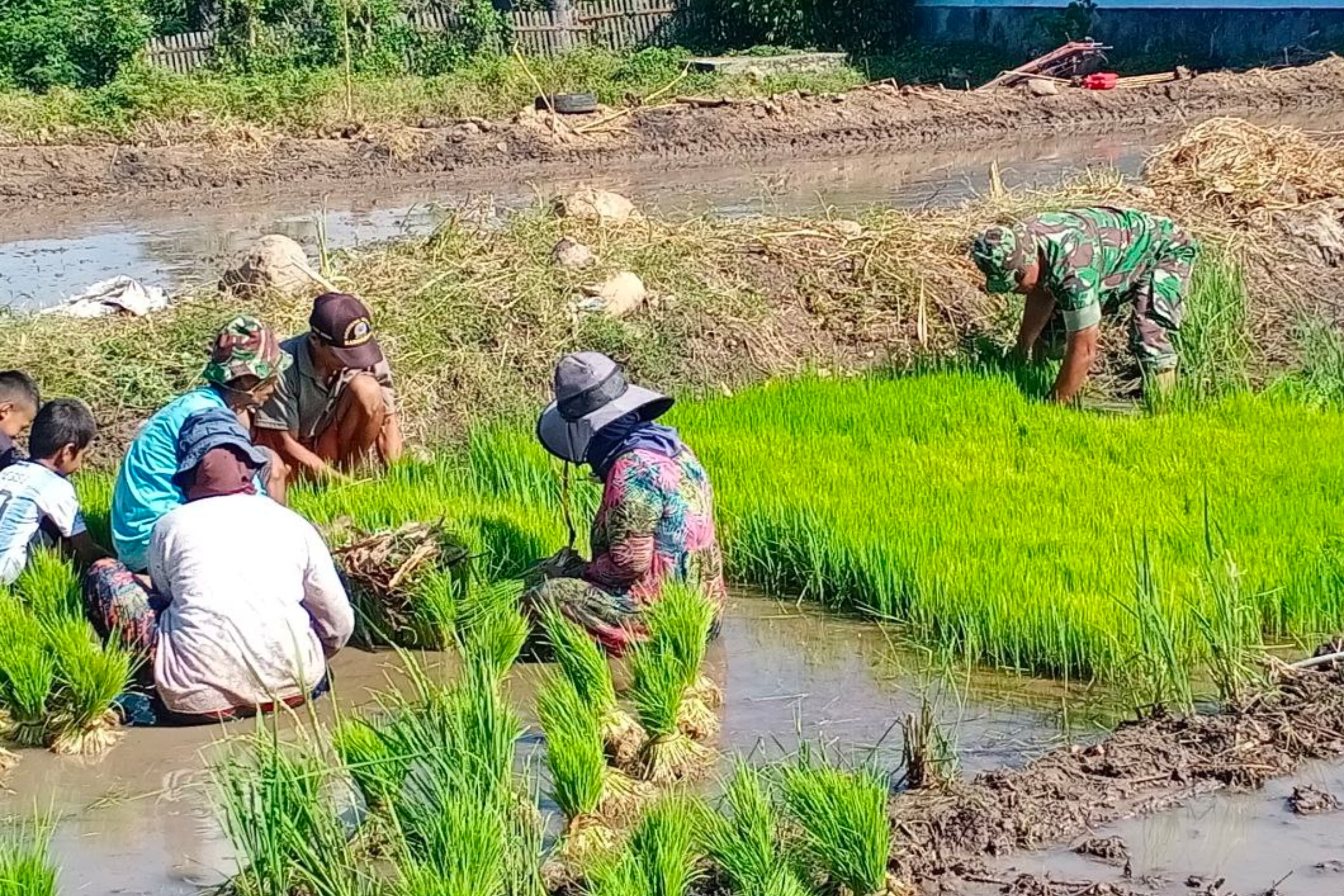 Dampingi Petani Tanam Padi, Upaya Babinsa Kodim Jeneponto Sukseskan Ketahanan Pangan