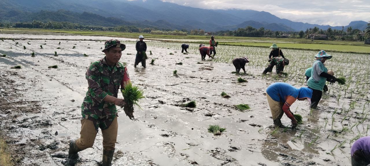 Dukung Ketahanan Pangan, Babinsa Koramil-07 Kodim 1404/Pinrang Bantu Petani Tanam Padi