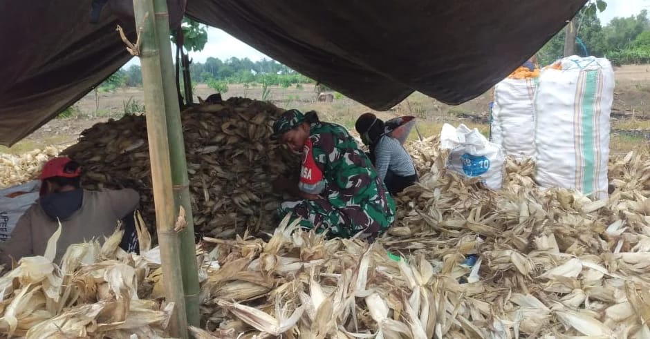 Babinsa Koramil 1406-06/Pammana Bantu Warga Melaksanakan Panen Jagung di Desa Patila