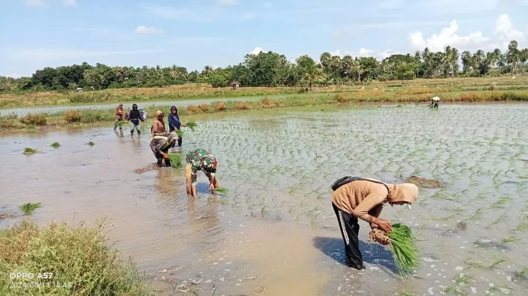 Babinsa Koramil 1406-07/Takkalalla Dampingi Petani Tanam Padi di Desa Ceppaga