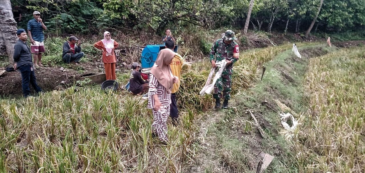 Sukseskan Swasembada Pangan, Babinsa Kodim 1407/Bone Dampingi Petani Panen Padi Di Wilayah Binaan