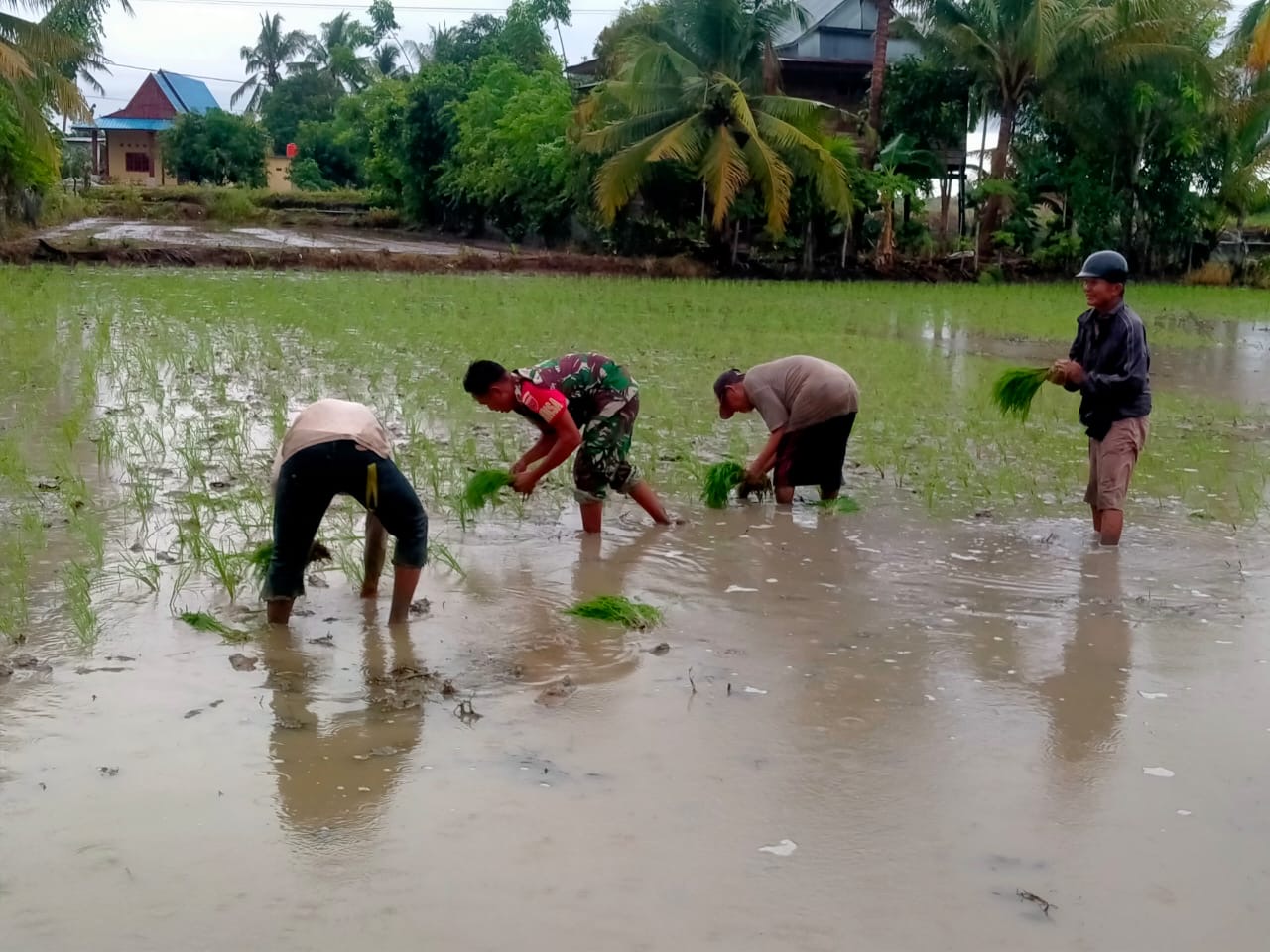 Tingkatkan Ketahanan Pangan, Babinsa Koramil-05 Kodim 1404/Pinrang Terjun Langsung Ke Sawah Tanam Padi
