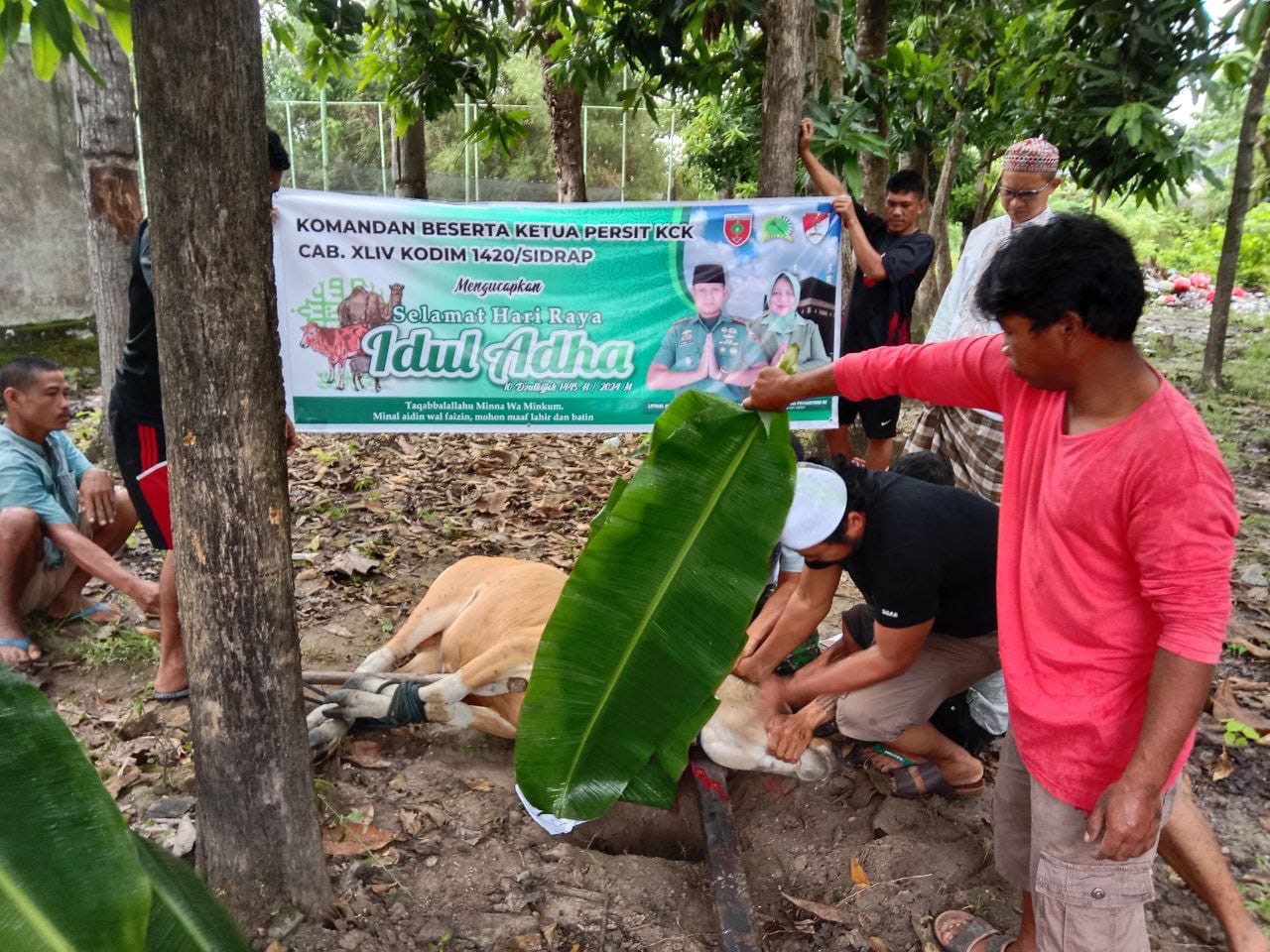 Dandim 1420/Sidrap Berqurban Sapi di Asrama Kodim 1420/Sidrap di Hari Raya Idhul Adha 1445 H/2024 M
