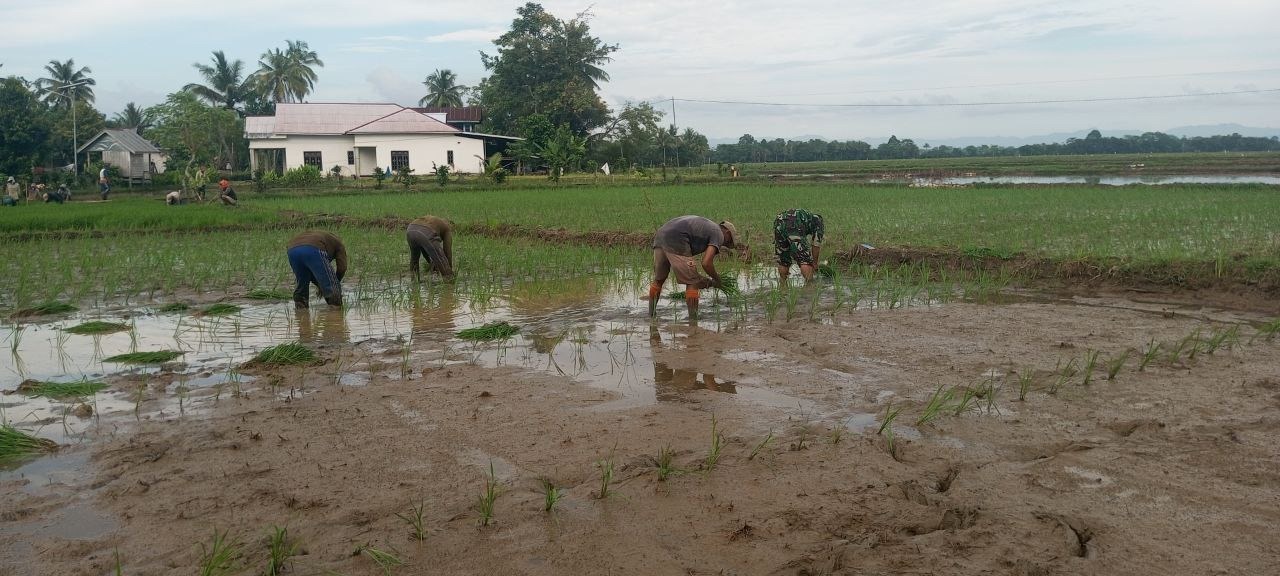 Peran Babinsa Kodim 1407/Bone Bantu Petani Tanam Padi, Sukseskan Swa Sembada Pangan