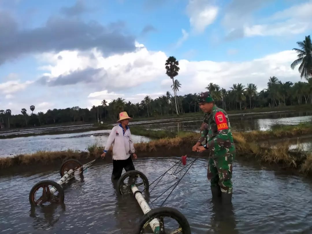 Babinsa Koramil 1406-08/Sabbangparu Dukung Ketahanan Pangan di Desa Tadangpalie