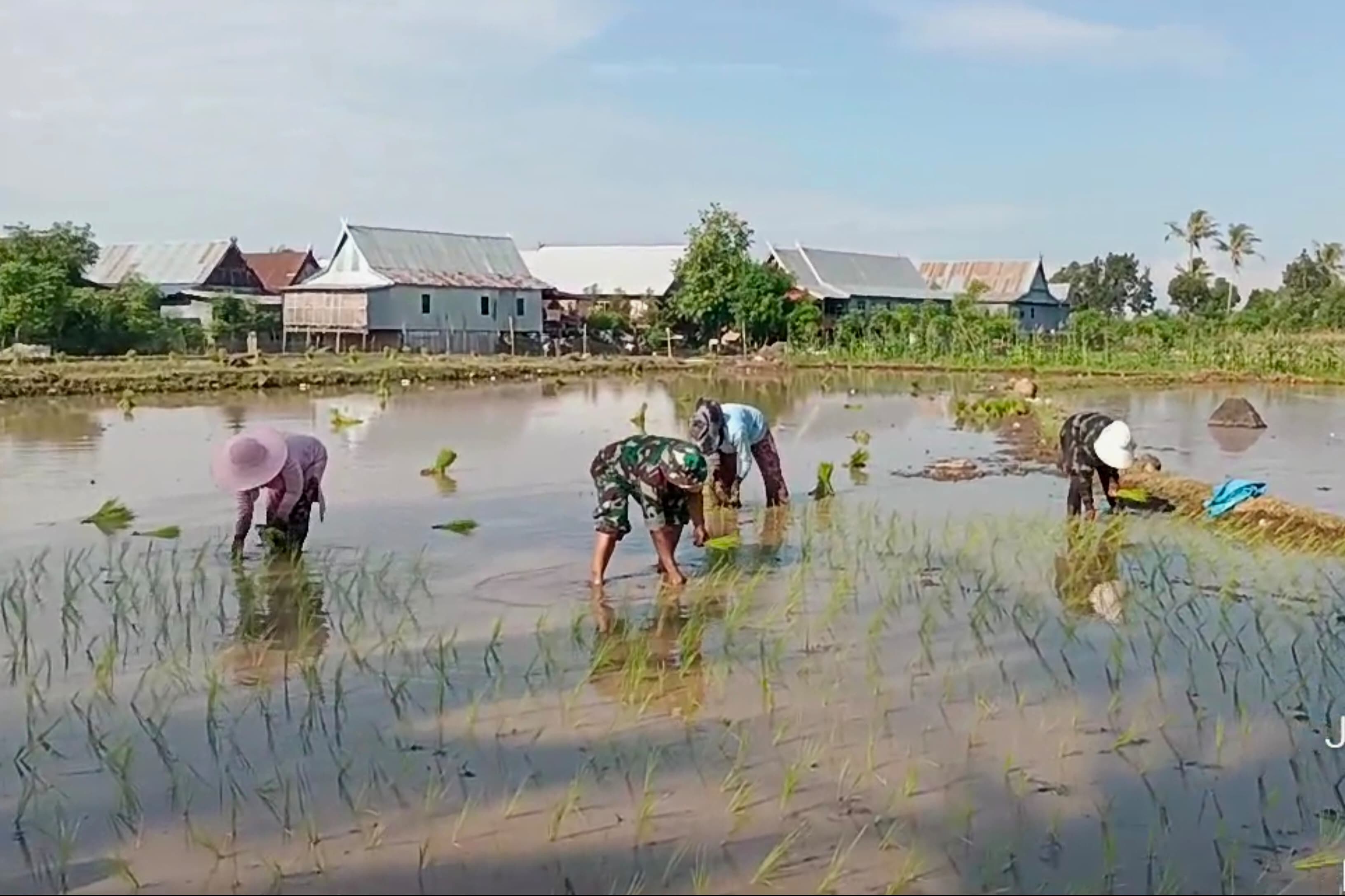 Dukung Hanpangan, Babinsa Koramil Binamu Turun Ke Sawah Bantu Warga Tanam Padi