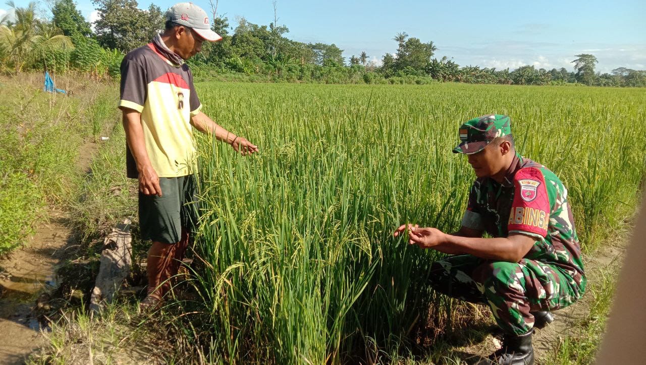 Antisipasi Hama, Babinsa Bersama Petani Pantau Perkembangan Padi