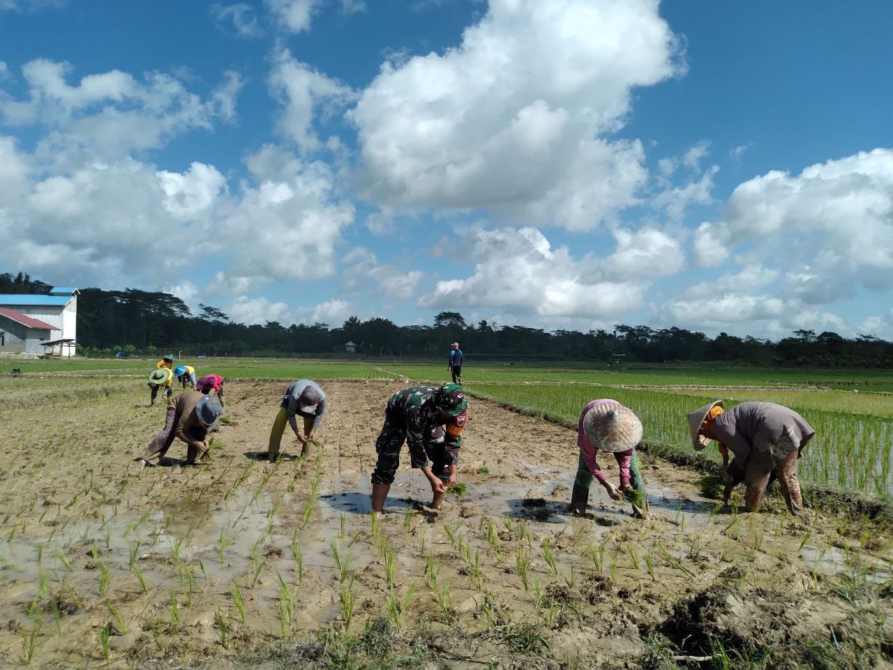 Terjun Langsung Ke Sawah, Babinsa Desa Sindang Kasih Bantu Petani Tanam Bibit Padi